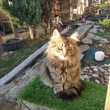 Къща За Гости В Индже Войвода Странджа