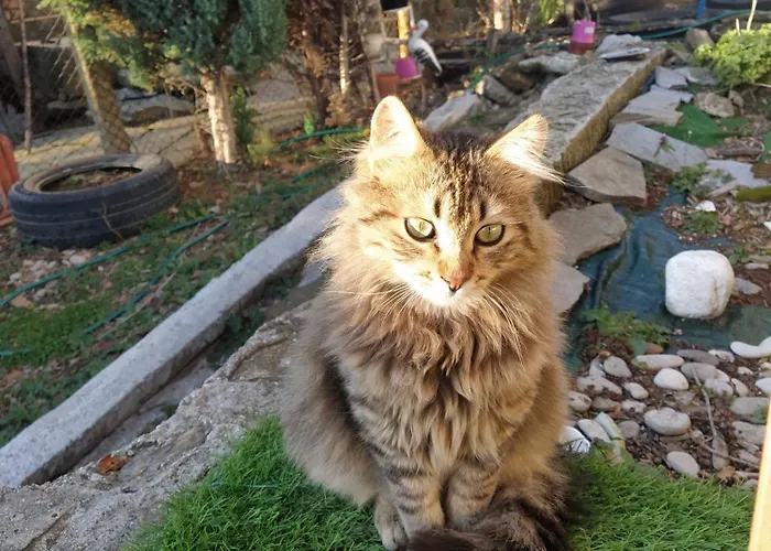 Къща За Гости В Индже Войвода Странджа